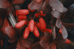 Was sind Berberitzen - sind sie gesund Wo kann man sie kaufen