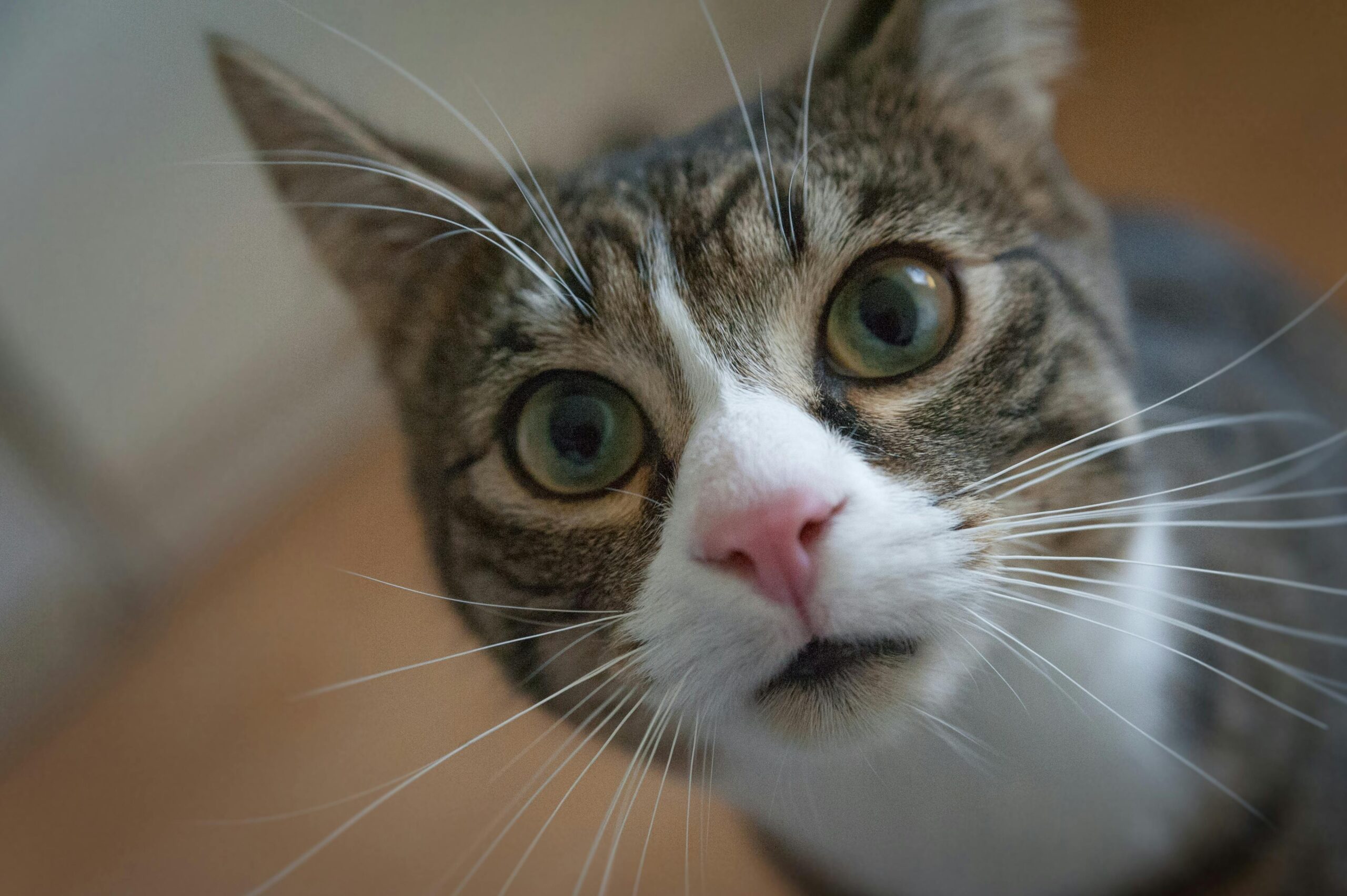 Katze trinkt plötzlich extrem viel Wasser