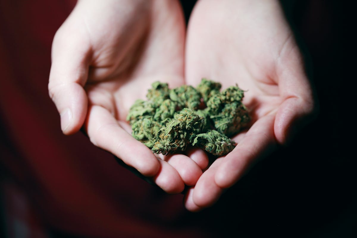 Wo kann man Cannabis kaufen, wenn es legalisiert wird in Deutschland