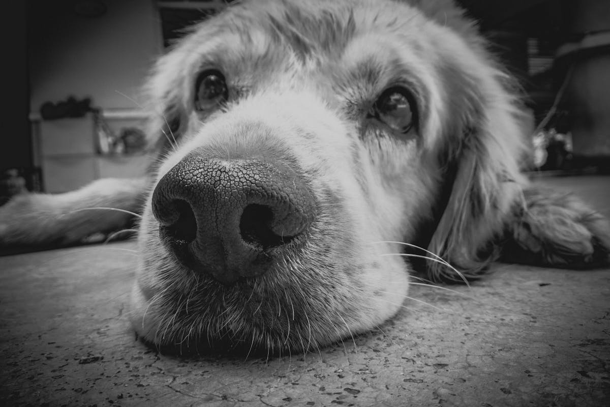 Hund frisst plötzlich nicht mehr