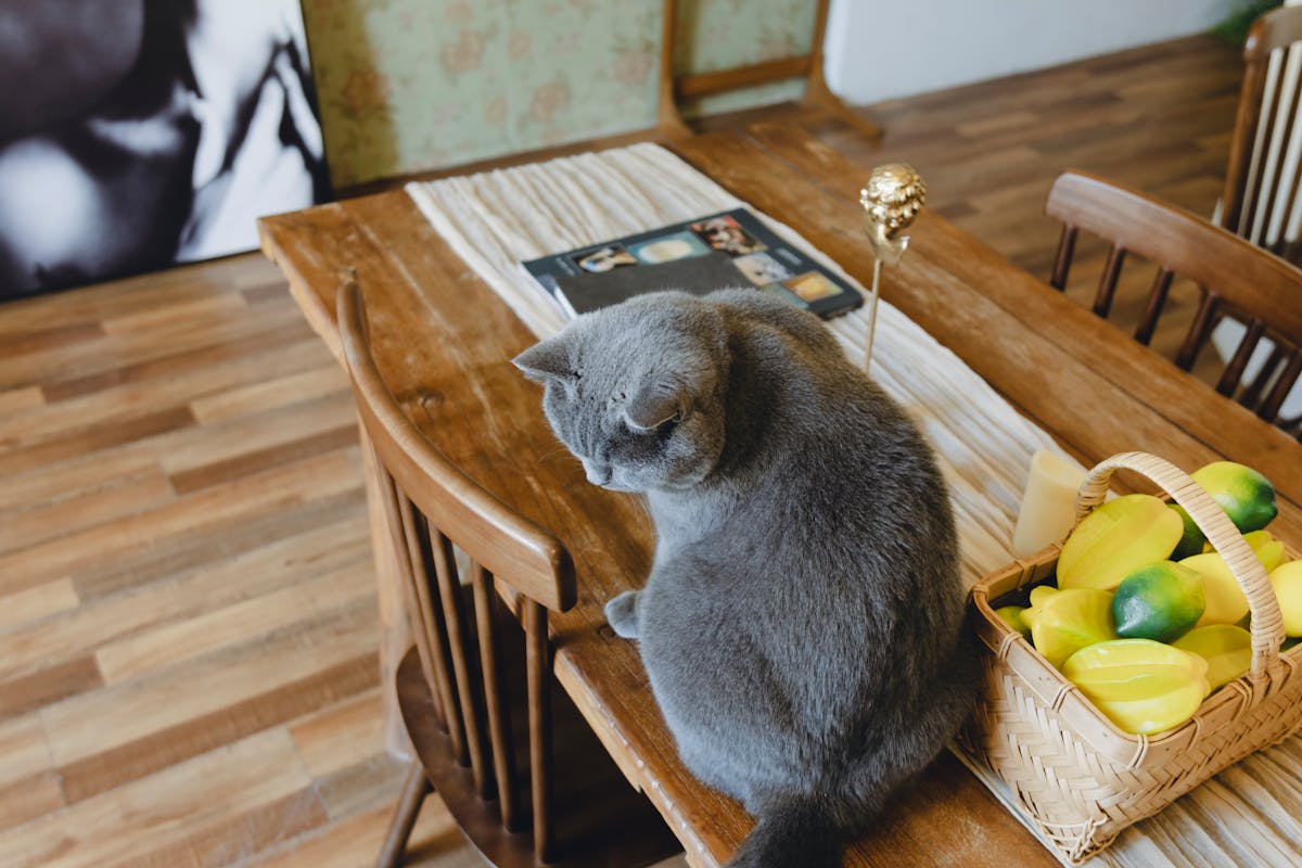 Katzen springen ständig auf den Esstisch