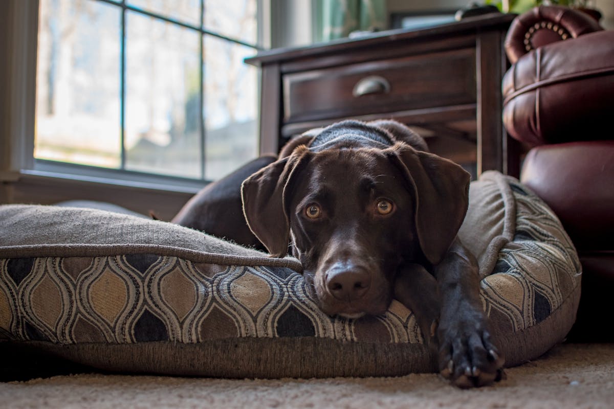 Hund meidet den Schlafplatz plötzlich: Gründe und passende Hilfe